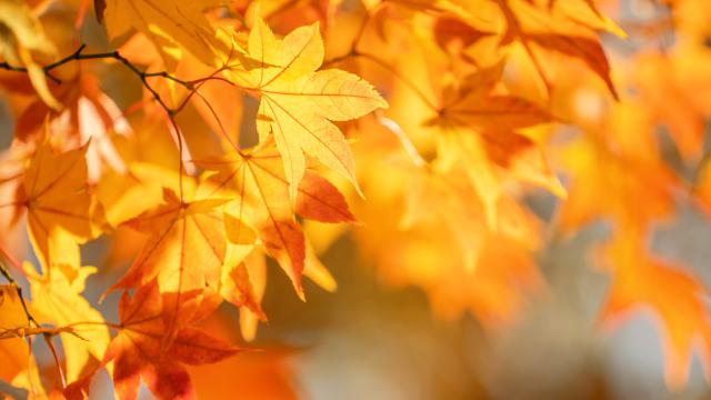Erreichbarkeit in den Herbstferien